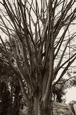nature
