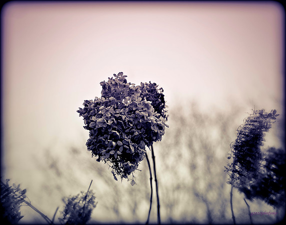 Purple Haze