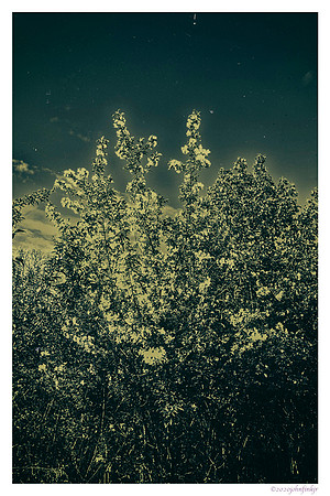 floral skies