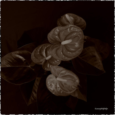 Anthuriums