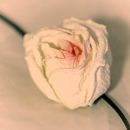 Art, Color, Flowers, Floral, Photo Art, ©johnfinkjr