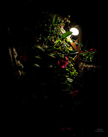 Red Flowers Under A Night Light
