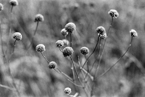 B&W, Flora, Nature, Forest, ©johnfinkjr