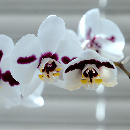Art, Color, Flowers, Floral, Photo Art, ©johnfinkjr