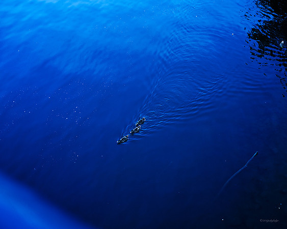Blue Quack