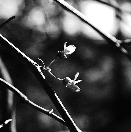 B&W, Flora, Forest, Nature, ©johnfinkjr