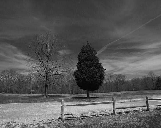 "Trees, Roots, Nature, B&W, Color"