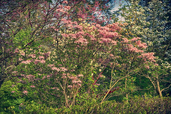 B&W, Color, Flora, Forest, Nature, ©johnfinkjr