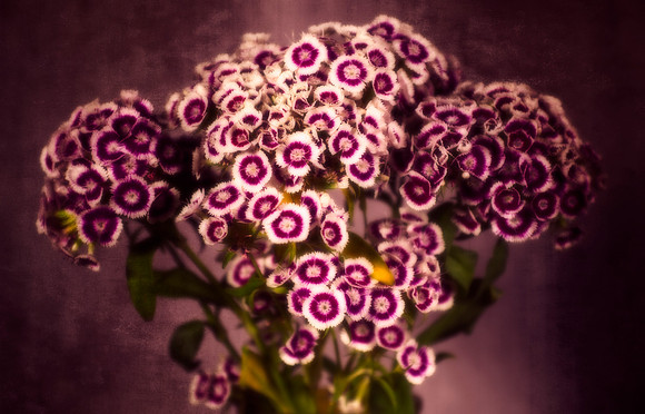 Art, Color, Flowers, Floral, Photo Art, ©johnfinkjr
