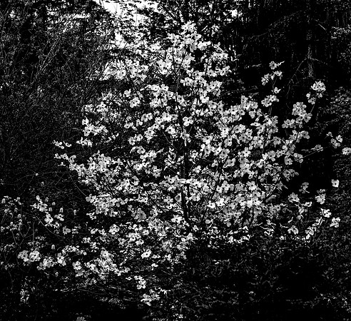 B&W, Flora, Forest, Nature, ©johnfinkjr