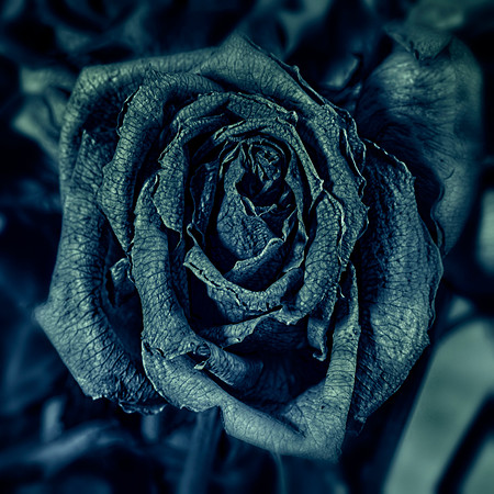 Art, Color, Flowers, Floral, Photo Art, ©johnfinkjr