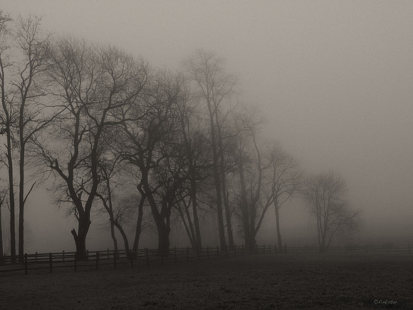 Misty Morning Walk