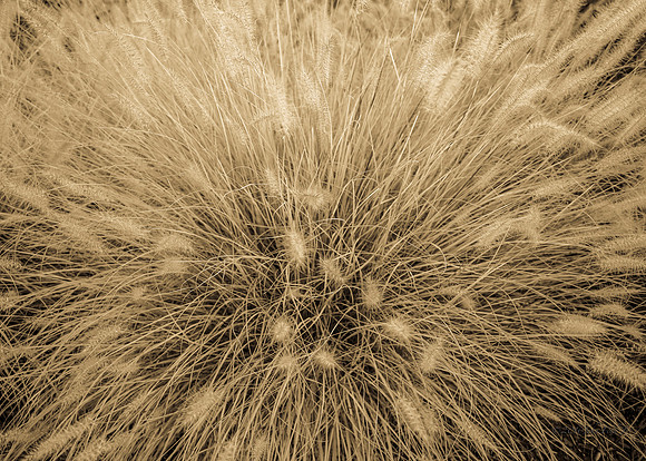 flora