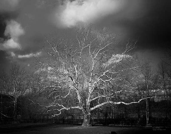 "Trees, Roots, Nature, B&W, Color"