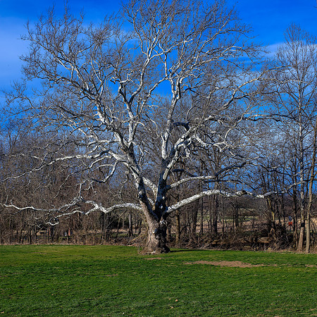 Trees, Color, Nature, ©johnfinkjr