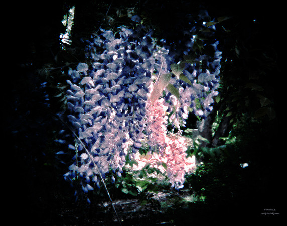 The Pink