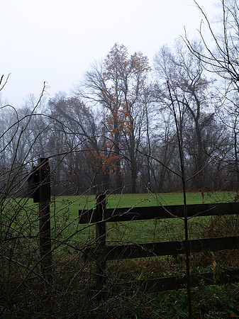 Misty Morning Walk