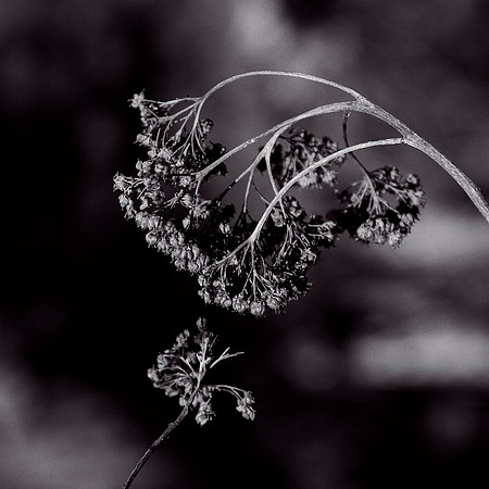 B&W, Flora, Nature, Forest, ©johnfinkjr,
