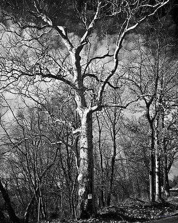 "Trees, Roots, Nature, B&W, Color"
