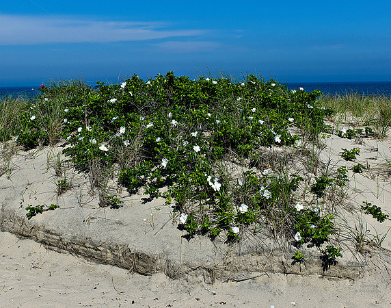 Smiling Dunes