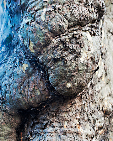 "Trees, Roots, Nature, B&W, Color"