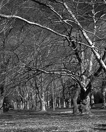 "Trees, Roots, Nature, B&W, Color"