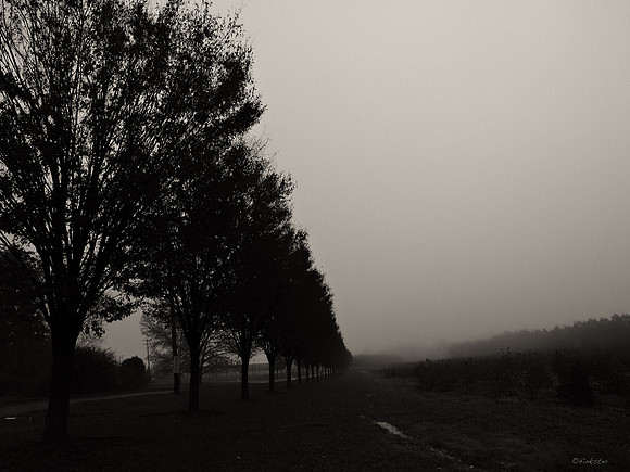 Misty Morning Walk