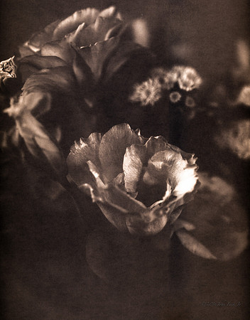 Farm Flowers