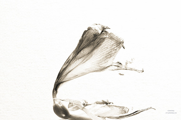 Bring Me Dead Flowers Series
