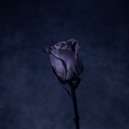 Art, Color, Flowers, Floral, Photo Art, ©johnfinkjr