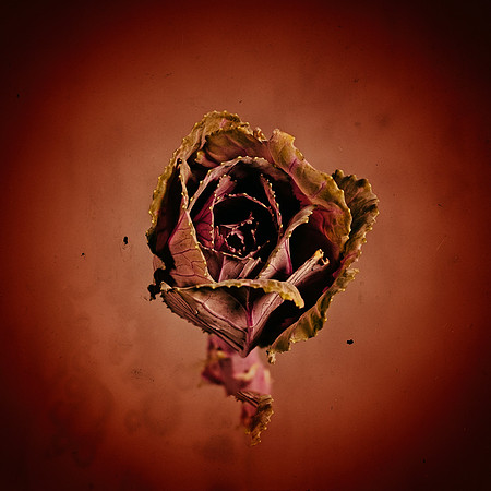 Art, Color, Flowers, Floral, Photo Art, ©johnfinkjr