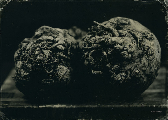 Celery Root -(Of The Earth Series)