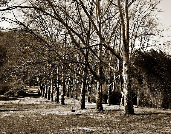 "Trees, Roots, Nature, B&W, Color"