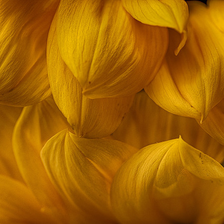 Art, Color, F, Floral, Photo, oral, ©johnfinkjr