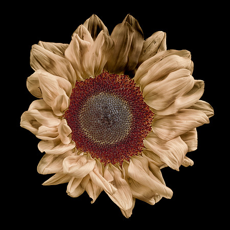 Art, Color, F, Floral, Photo, oral, ©johnfinkjr