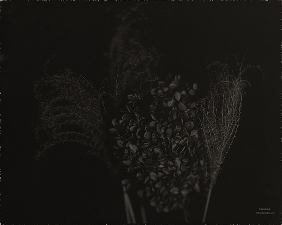 Flora, Flowers, Still Life