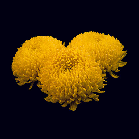 Art, Color, Flowers, Floral, Photo Art, ©johnfinkjr