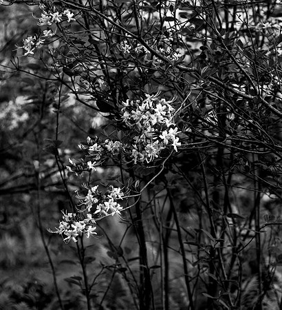B&W, Flora, Forest, Nature, ©johnfinkjr