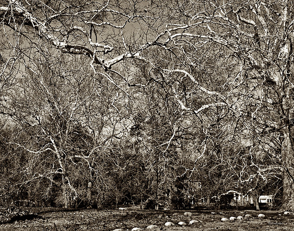 "Trees, Roots, Nature, B&W, Color"