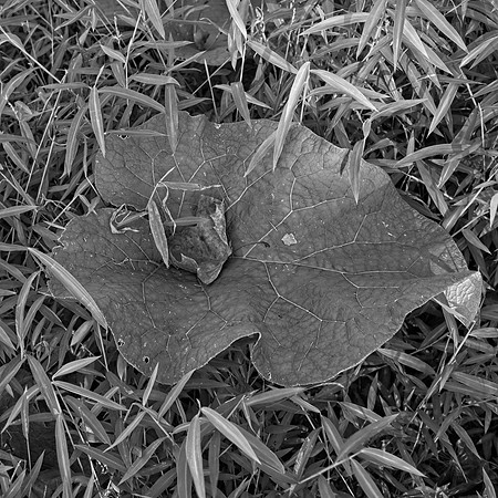 B&W, Flora, Forest, Nature, ©johnfinkjr