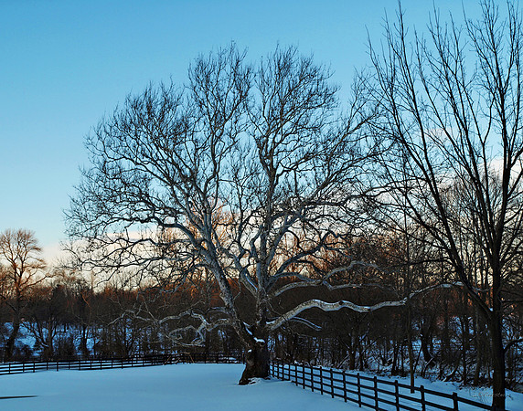 "Trees, Roots, Nature, B&W, Color"