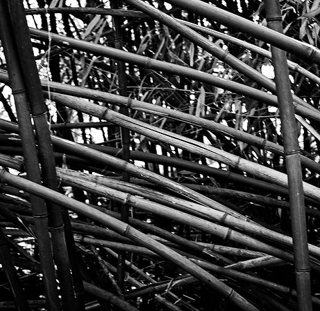 B&W, Flora, Forest, Nature, ©johnfinkjr