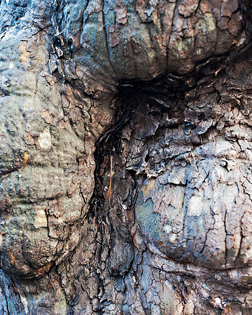 "Trees, Roots, Nature, B&W, Color"