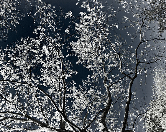 "Trees, Roots, Nature, B&W, Color"