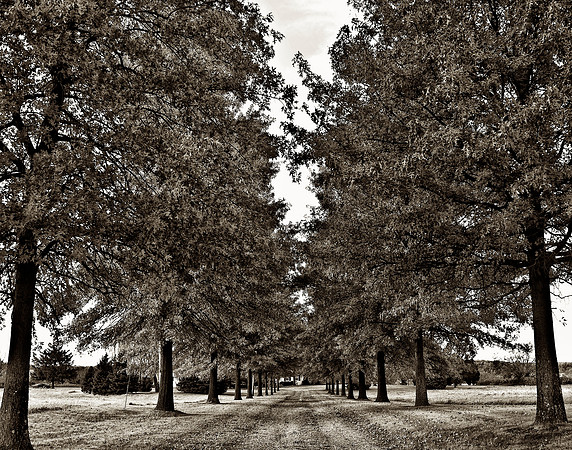 "Trees, Roots, Nature, B&W, Color"