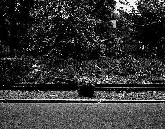 Flowers On A Line