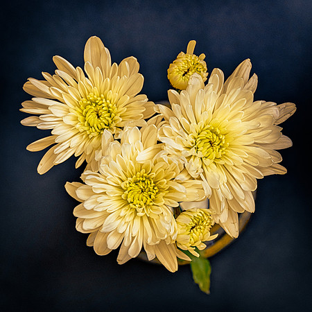 Art, Color, F, Floral, Photo, oral, ©johnfinkjr