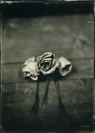 Three White Roses On Wood