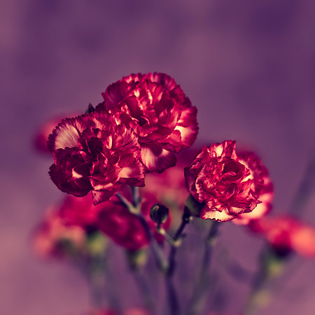 Art, Color, Flowers, Floral, Photo Art, ©johnfinkjr