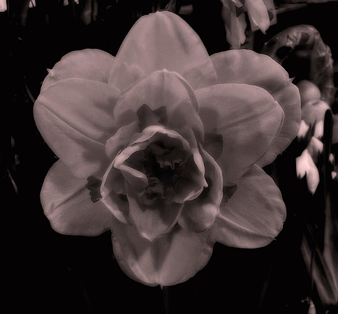 Art, Color, Flowers, Floral, Photo Art, ©johnfinkjr